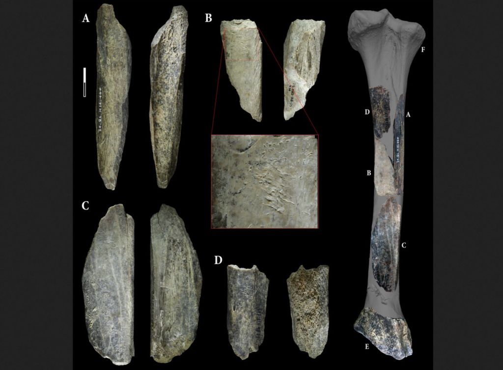 Retocadores de hueso de Scladina