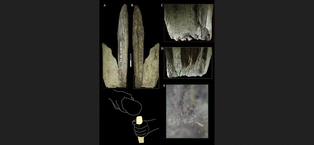 Piezas óseas de la cueva de Scladina