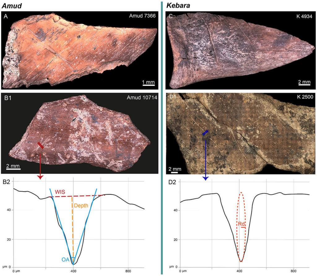 Así procesaban la carne los neandertales, los huesos revelan diferencias culturales entre dos grupos del Levante