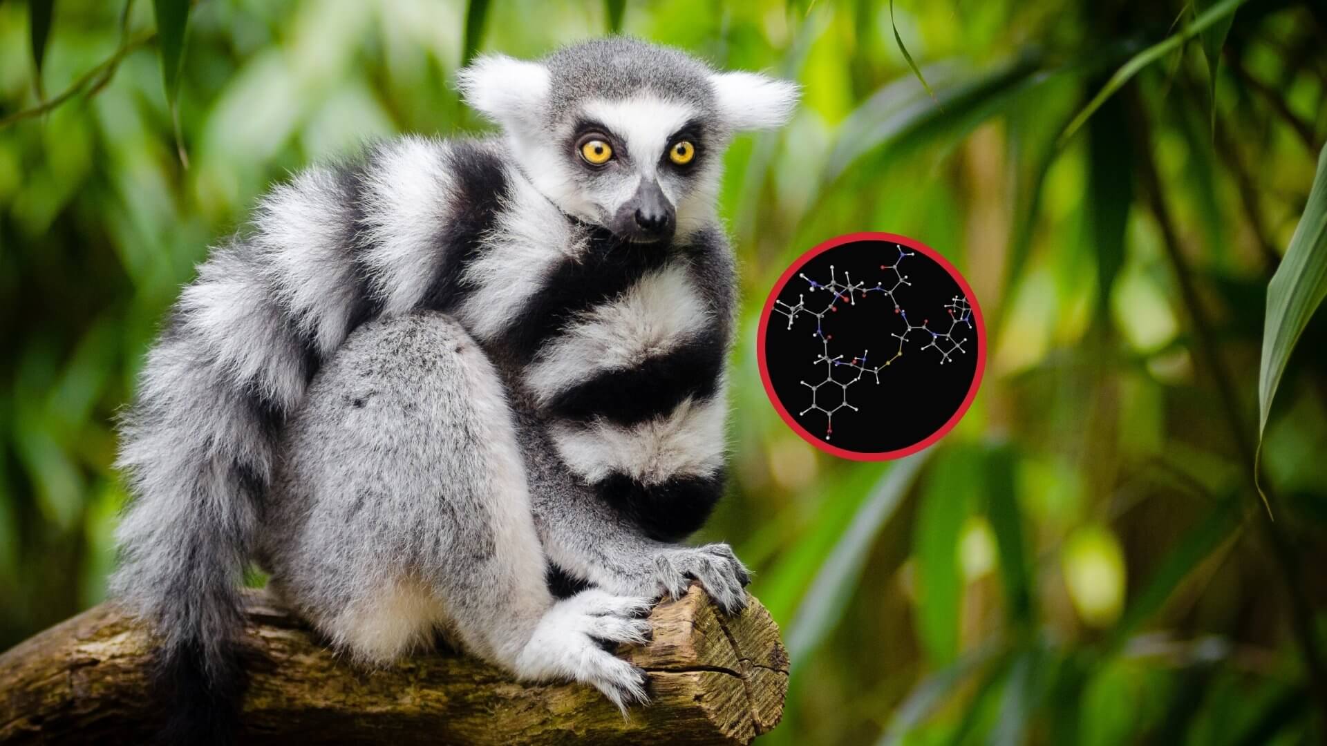 Así transformó la 'hormona del amor' a sociedades violentas de lémures en comunidades igualitarias, según un nuevo estudio