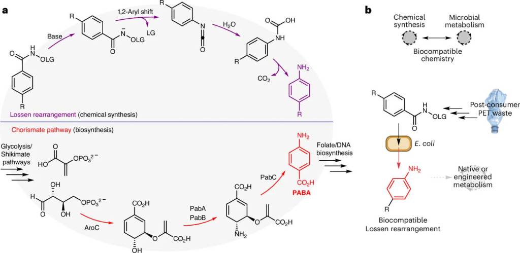 Científicos logran producir paracetamol a partir de plástico reciclado usando bacterias modificadas 1