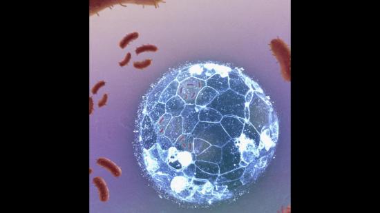 ¿Puede un embrión sin sistema inmunitario defenderse de microorganismos? Fuente: Hoijman.