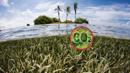 El carbono azul, una solución natural frente al cambio climático