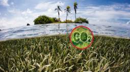 El carbono azul, una solución natural frente al cambio climático