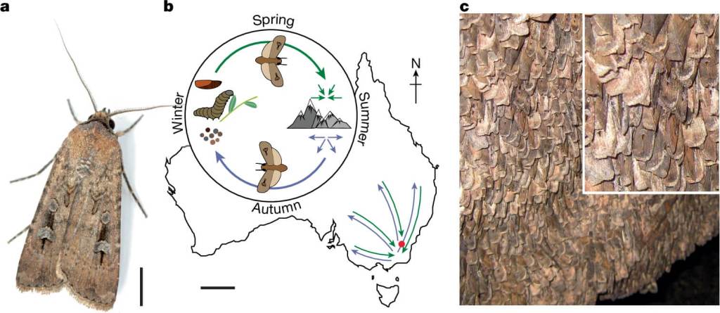 Este insecto usa la Vía Láctea para migrar, científicos revelan cómo una polilla australiana se orienta en el cielo nocturno.