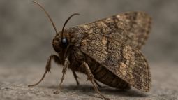 Este insecto usa la Vía Láctea para migrar, científicos revelan cómo una polilla australiana se orienta en el cielo nocturno