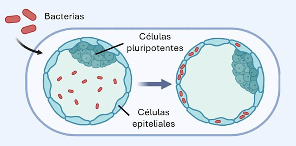 Figura 1. Esquema de un embrión antes de implantarse, con las distintas células que lo forman, que ingiere bacterias. Adaptado de Roncero-Carol et al, Cell Host & Microbe, 2025