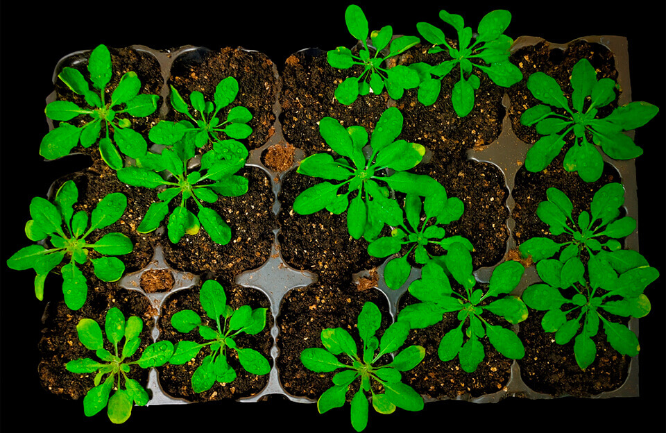 Arabidopsis_v3
