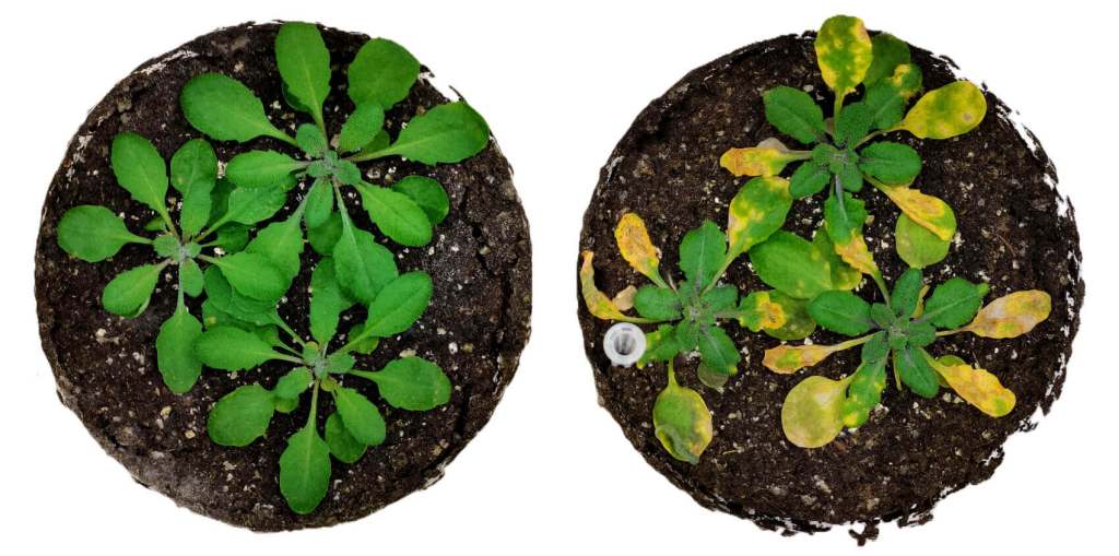 Plantas Arabidopsis_NI-I