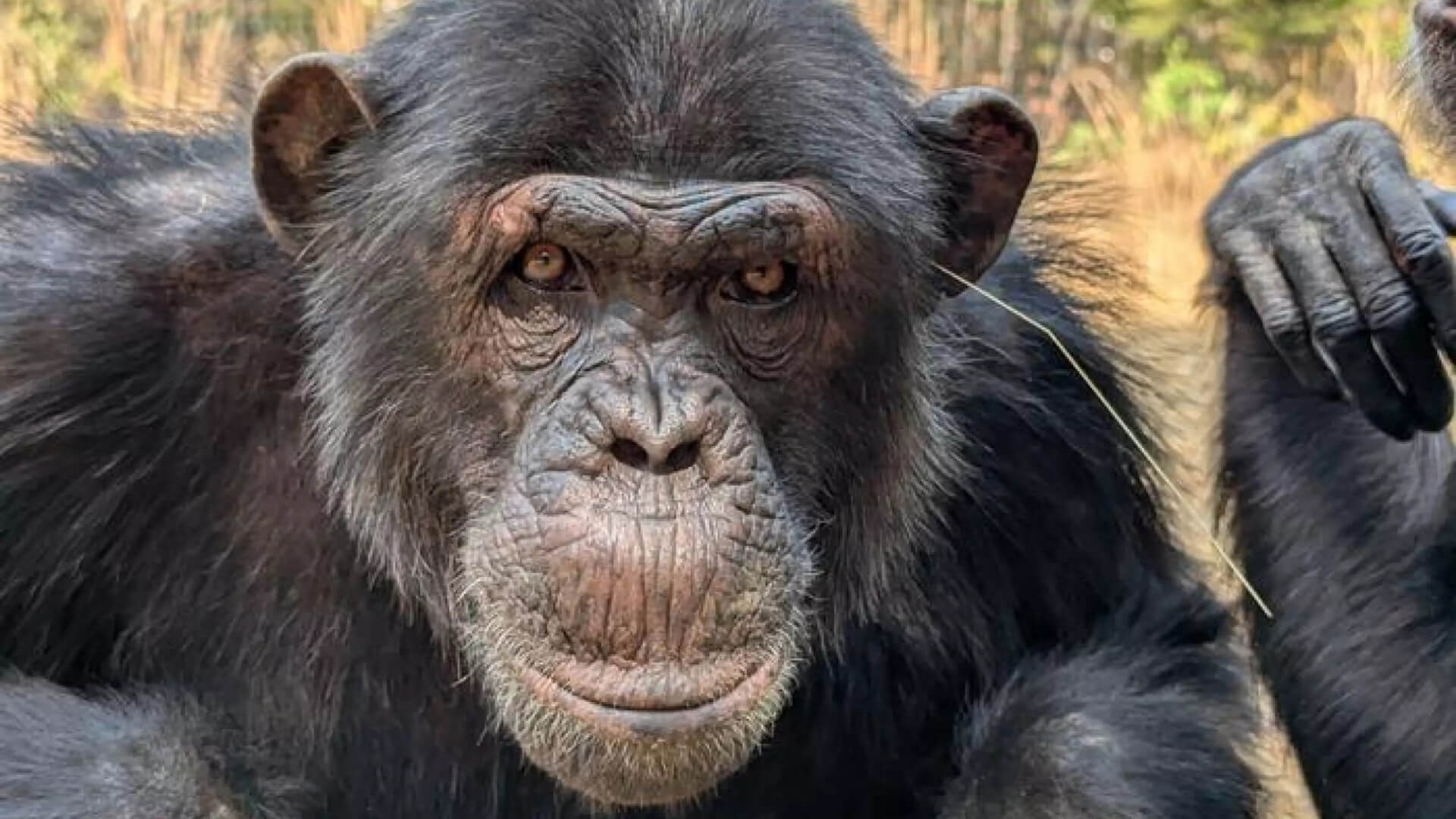 Los chimpancés también tienen tendencias virales, científicos documentan cómo inventan y difunden gestos por pura imitación social