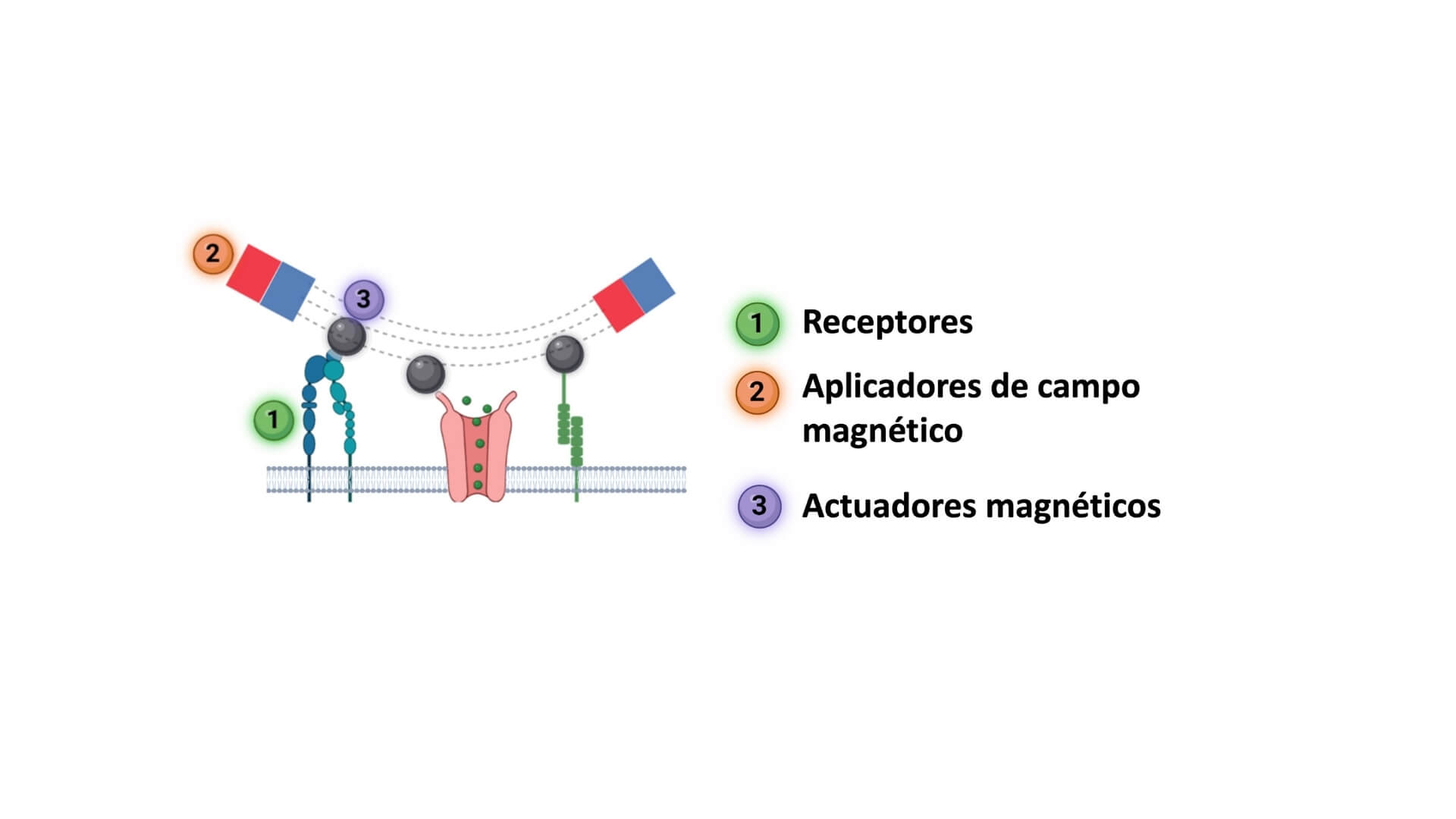 Magnetogenetica. Concepto de magnetogenética