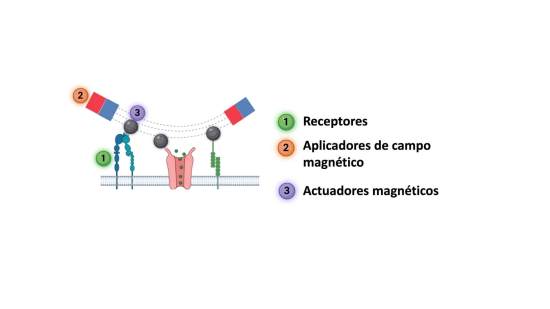 Magnetogenetica. Concepto de magnetogenética