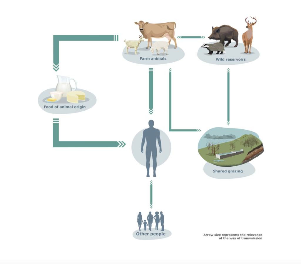 Tuberculosis zoonótica, una antigua historia compartida entre animales y humanos