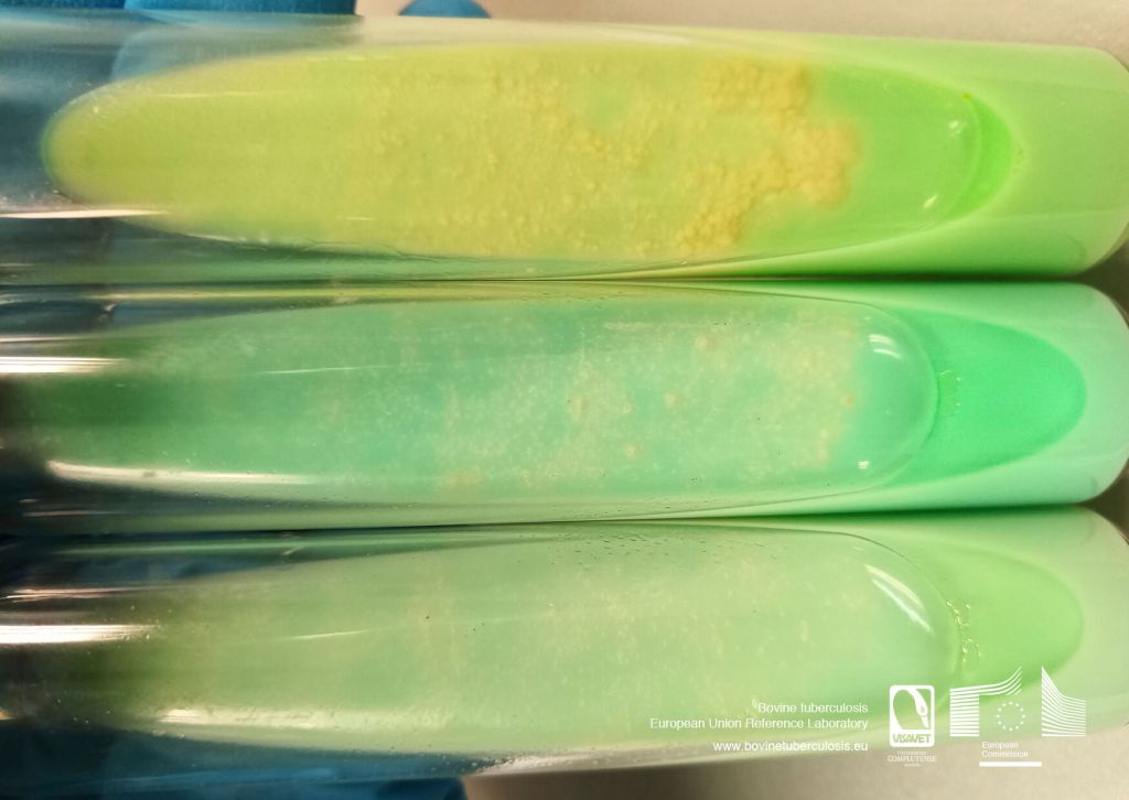 Crecimiento de Mycobacterium bovis en medios de cultivo Coletsos, Löwenstein-Jensen y Stonebrink. Fuente: Laboratorio de Referencia Europeo de Tuberculosis Bovina.
