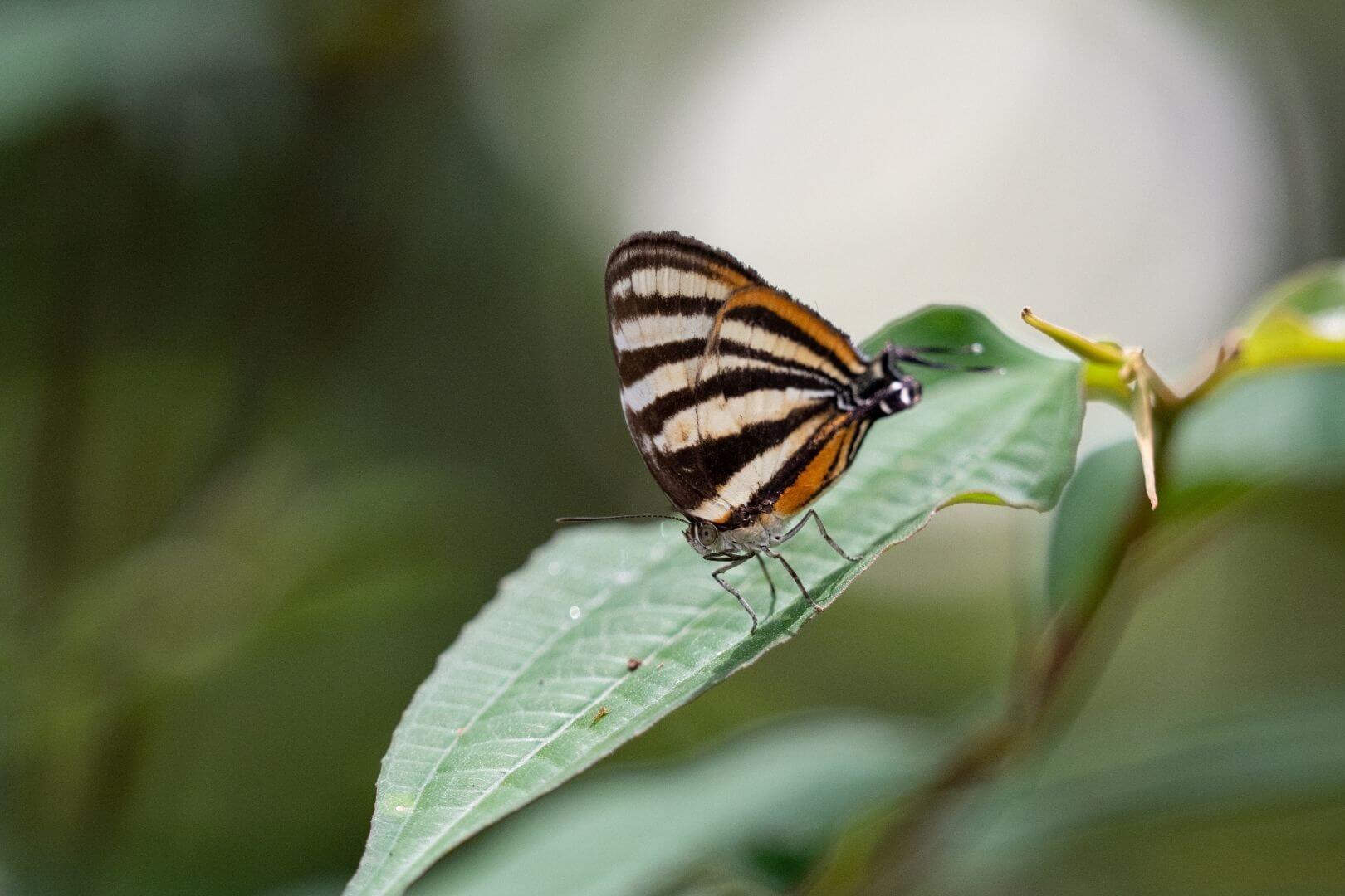 Mariposa simulando una doble cabeza