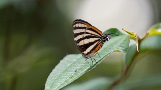 Mariposa simulando una doble cabeza