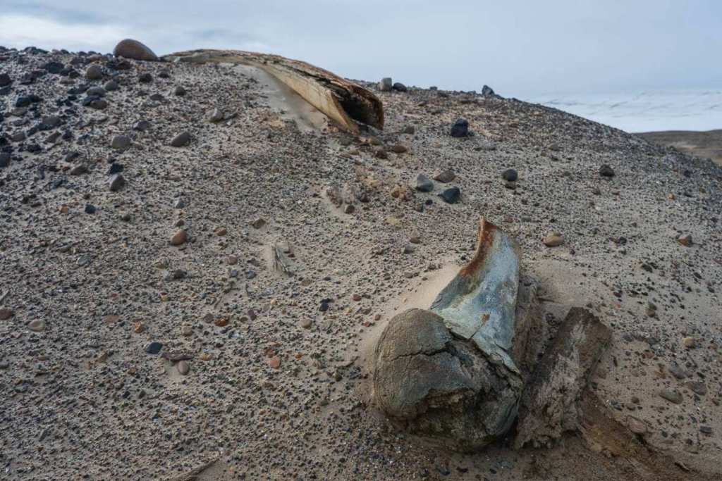 El retroceso del glaciar dejó al descubierto un insólito “cementerio” de ballenas oculto durante milenios
