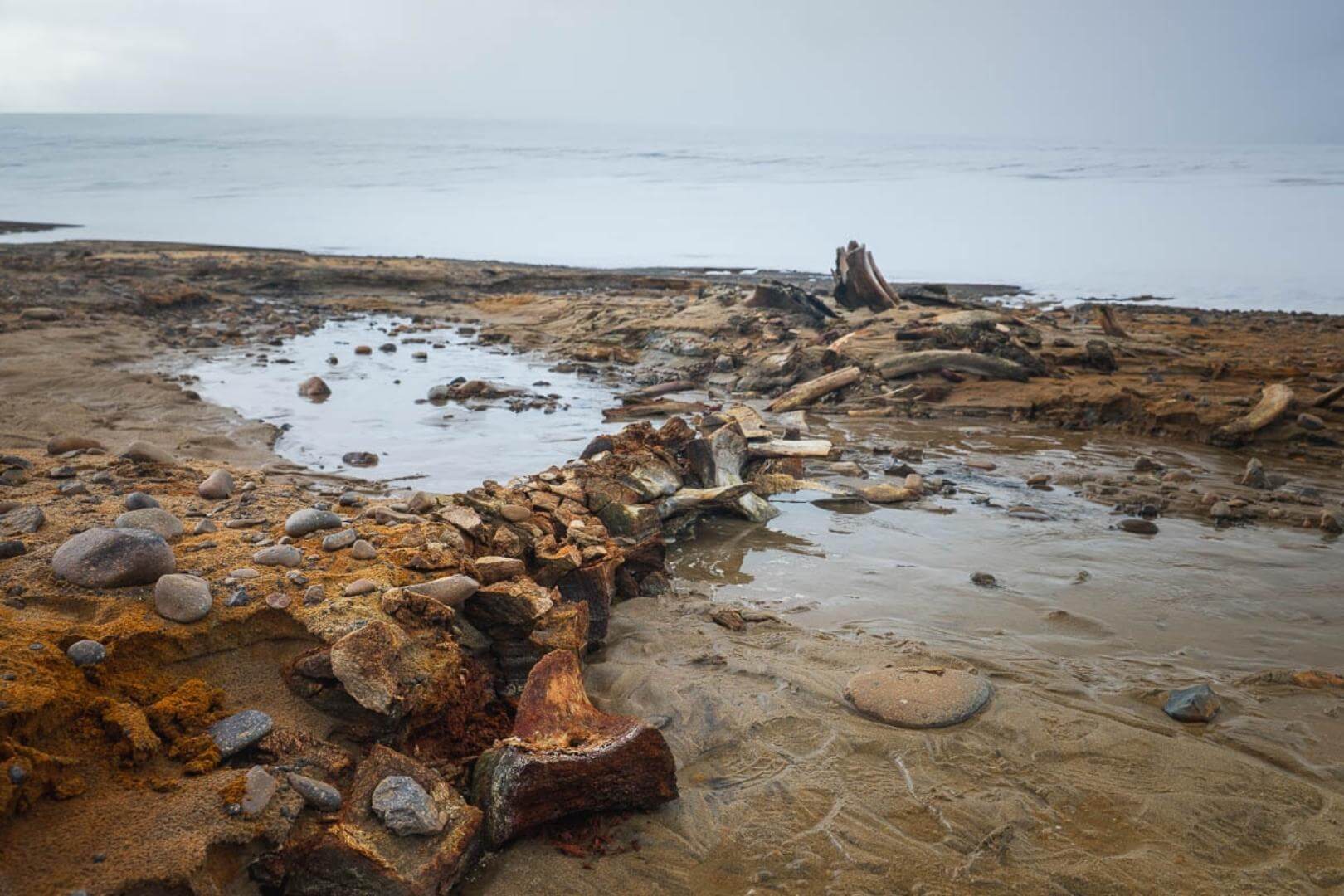 Cementerio de ballenas encontrado en el Ártico
