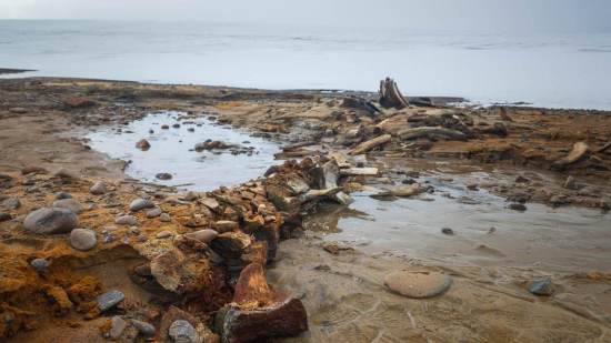 Cementerio de ballenas encontrado en el Ártico