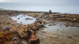Cementerio de ballenas encontrado en el Ártico