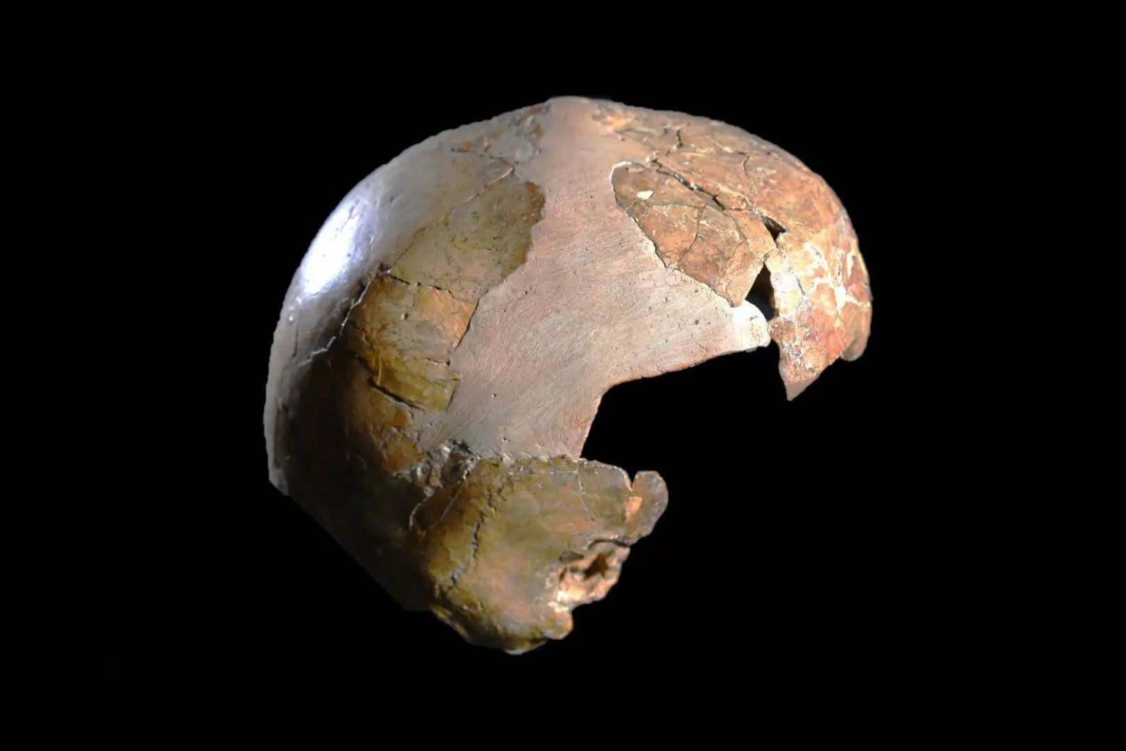 El cráneo infantil presenta una combinación inusual de rasgos anatómicos