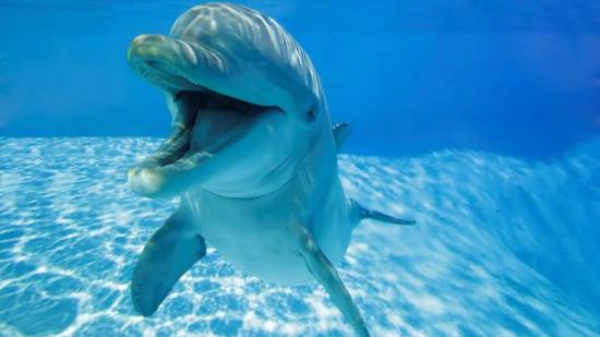Un delfín nariz de botella sonriendo