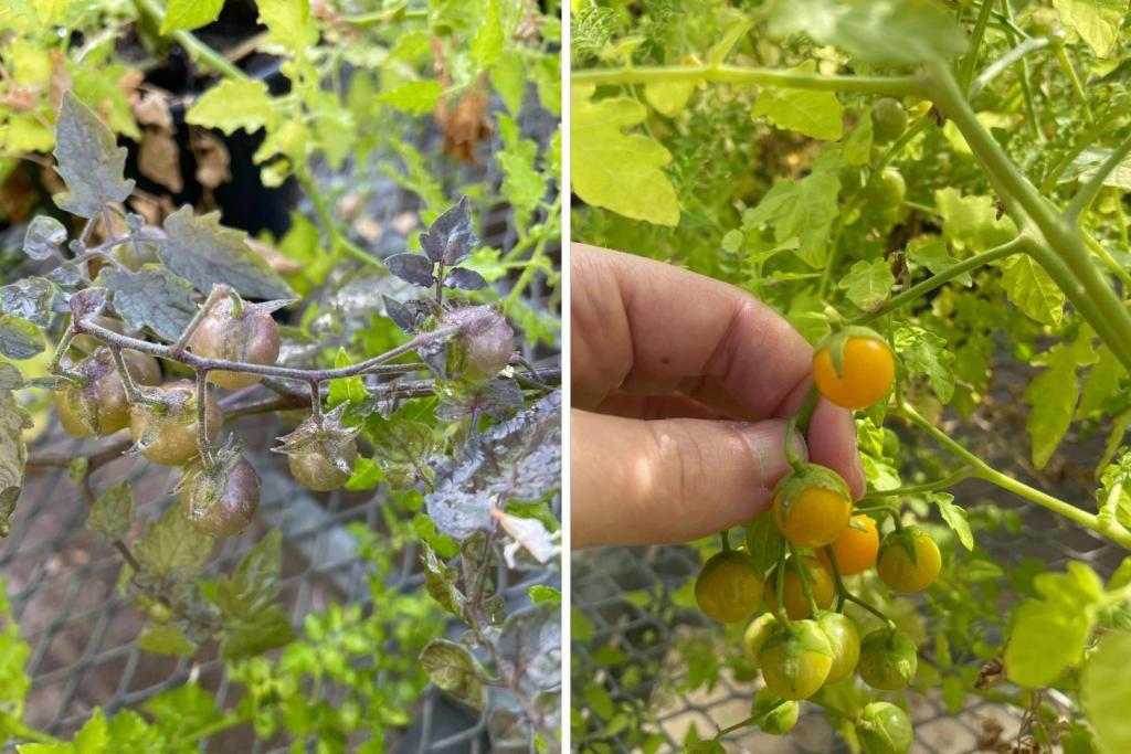 Especies de tomates de las Islas Galápagos