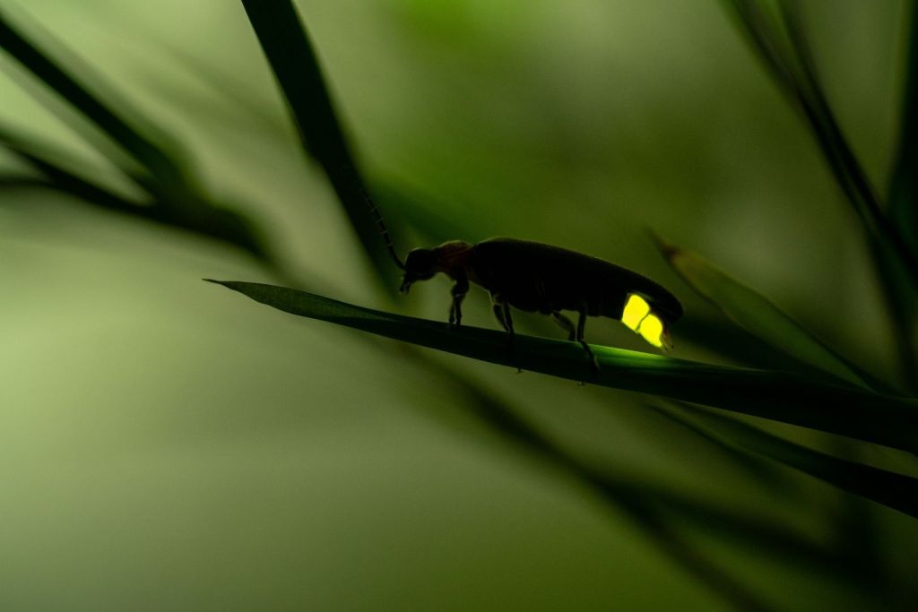 La bioluminiscencia de las luciérnagas