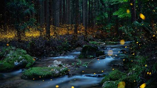 Luciérnagas en el bosque