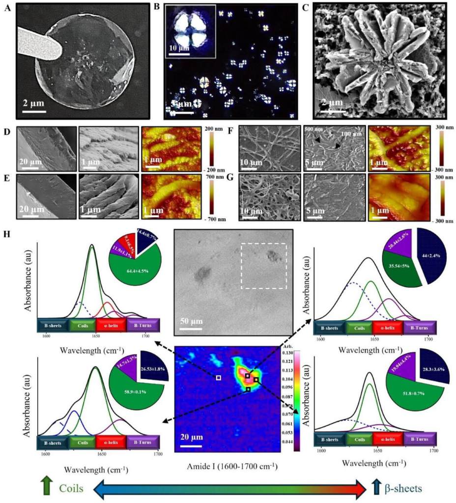Imágenes microscópicas muestran cómo las películas de queratina se autoensamblan en estructuras complejas antes de mineralizarse. Estas formas, como los esferulitos con apariencia de cruz maltesa y las formaciones en abanico, imitan la organización del esmalte dental natural. El análisis químico (FTIR) revela la composición de sus estructuras secundarias, clave para su función protectora y reparadora.