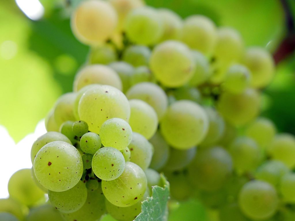 Uvas
