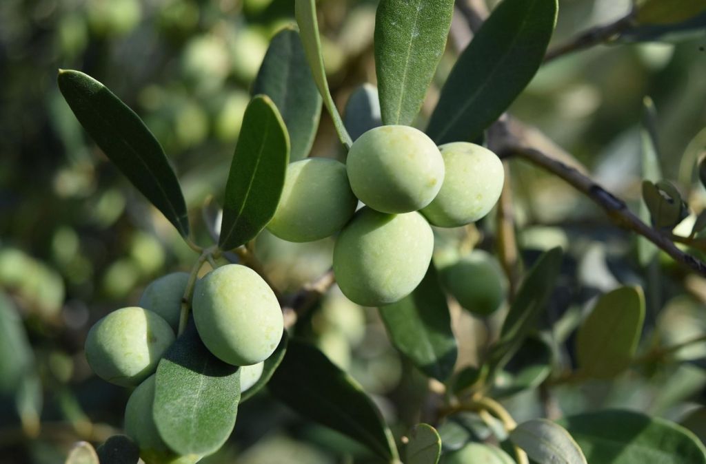 Aceitunas