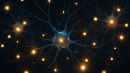 Científicos revelan el ritmo cerebral que organiza la memoria de lugares y vivencias