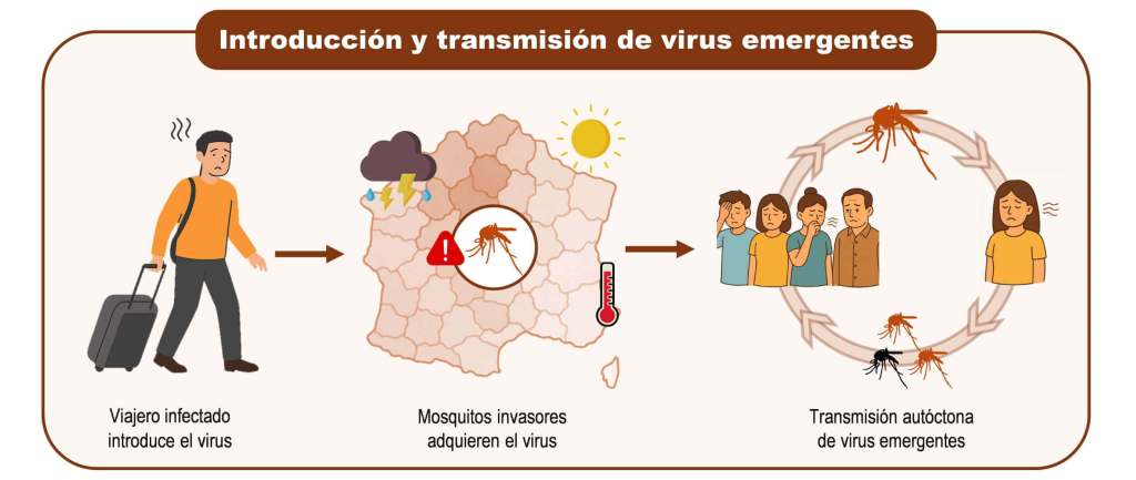 Los virus también viajan en verano: la nanotecnología y la IA en la lucha contra las enfermedades transmitidas por mosquitos
