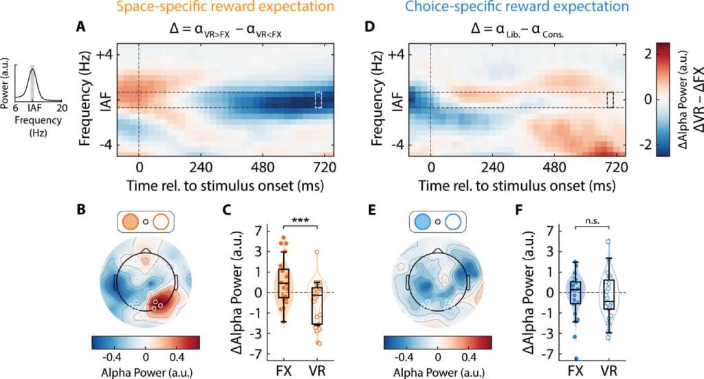 Cuando la recompensa engaña al cerebro, así decides a qué prestar atención y qué ignorar, según la ciencia 2