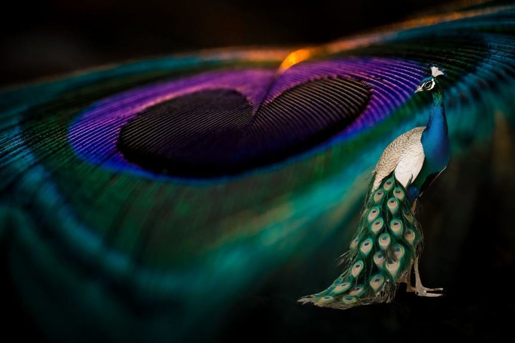 Hallazgo óptico inédito, Científicos descubren un sorprendente láser natural oculto en las plumas del pavo real 1