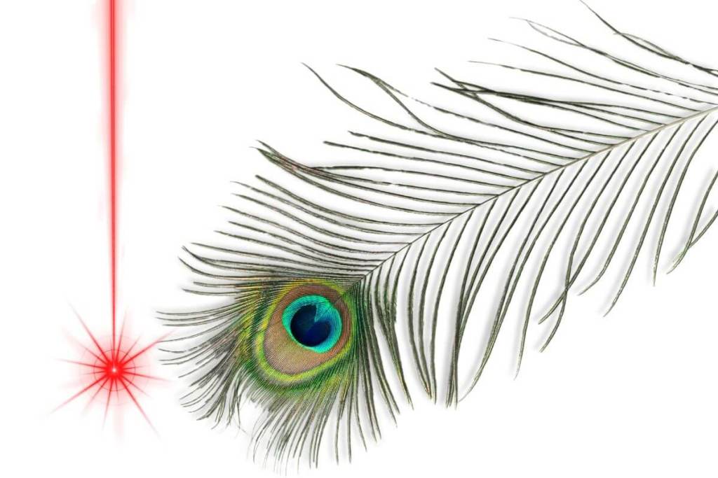 Pluma de pavo real y láser