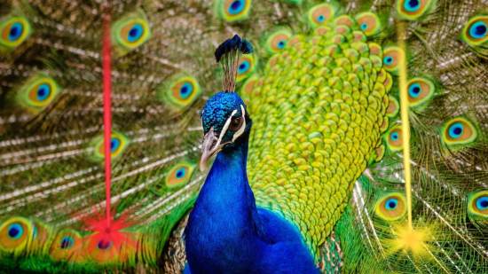 Hallazgo óptico inédito, Científicos descubren un sorprendente láser natural oculto en las plumas del pavo real