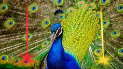 Hallazgo óptico inédito, Científicos descubren un sorprendente láser natural oculto en las plumas del pavo real