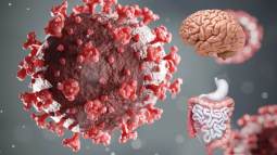La pandemia dejó huella en el intestino, reportan más trastornos que conectan cerebro y digestión tras el COVID-19