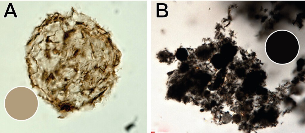 Los microfósiles de pared orgánica, ¿qué son y para qué sirven