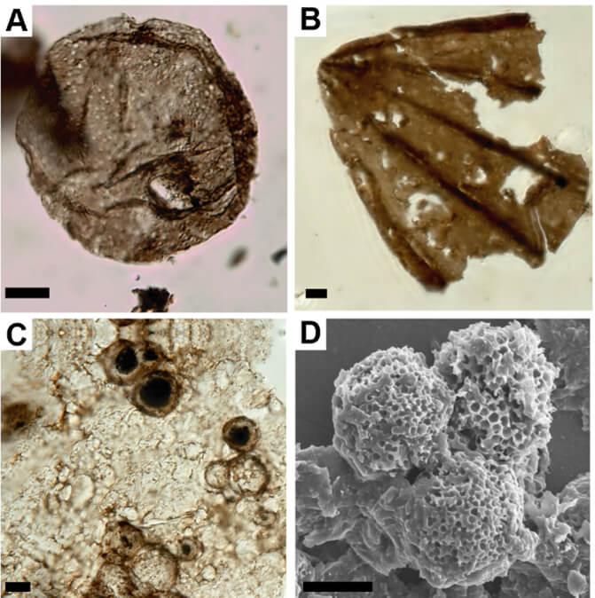 Los microfósiles de pared orgánica, ¿qué son y para qué sirven? 1