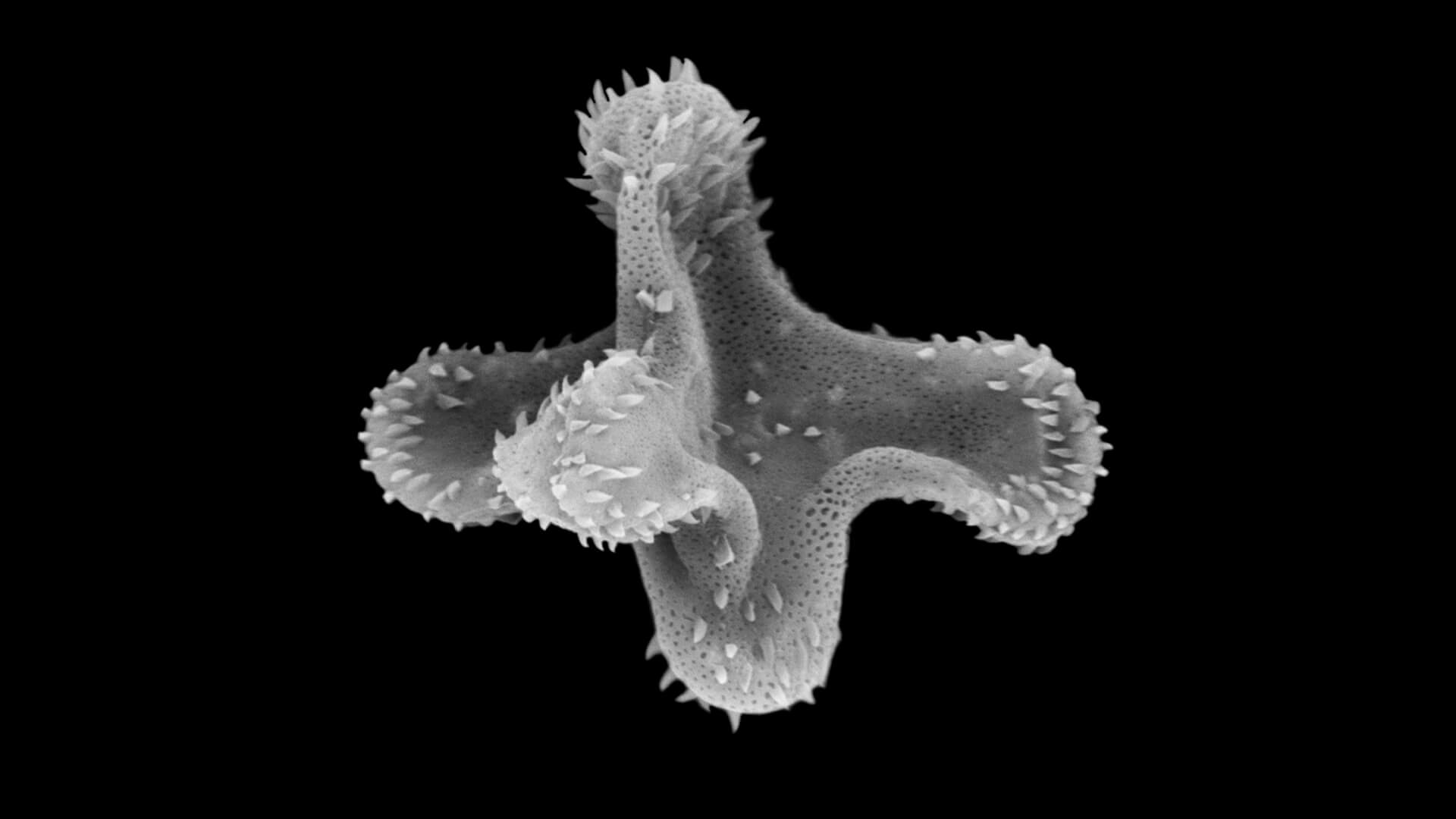 Los microfósiles de pared orgánica, ¿qué son y para qué sirven?-