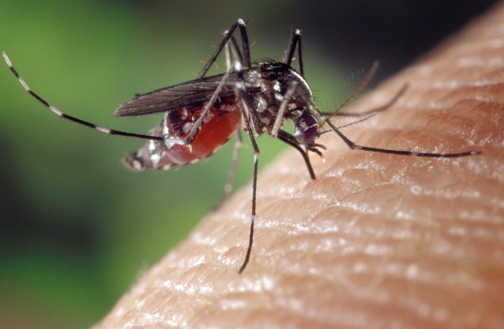 Los virus también viajan en verano- la nanotecnología y la IA en la lucha contra las enfermedades transmitidas por mosquitos