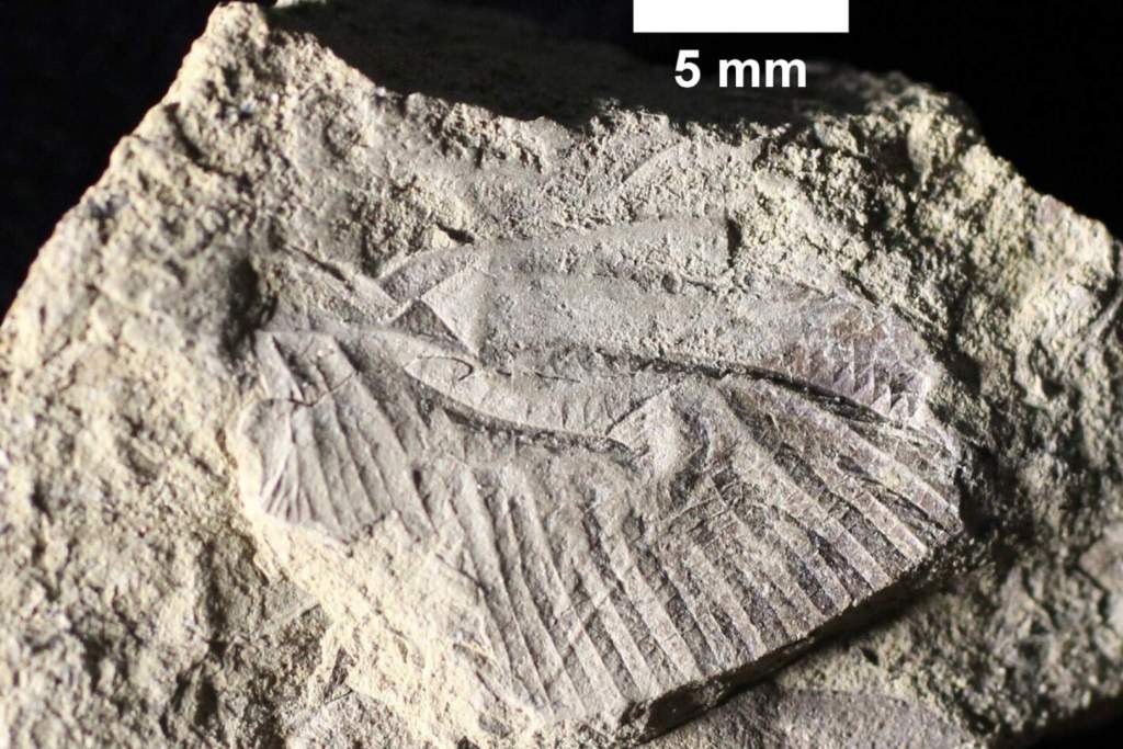 El ala fosilizada de Cordualadensa acorni