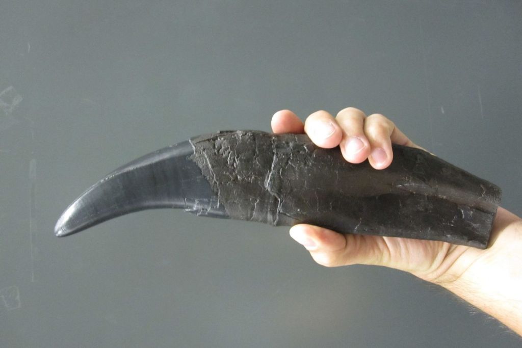 Un diente fosilizado de Tyrannosaurus rex