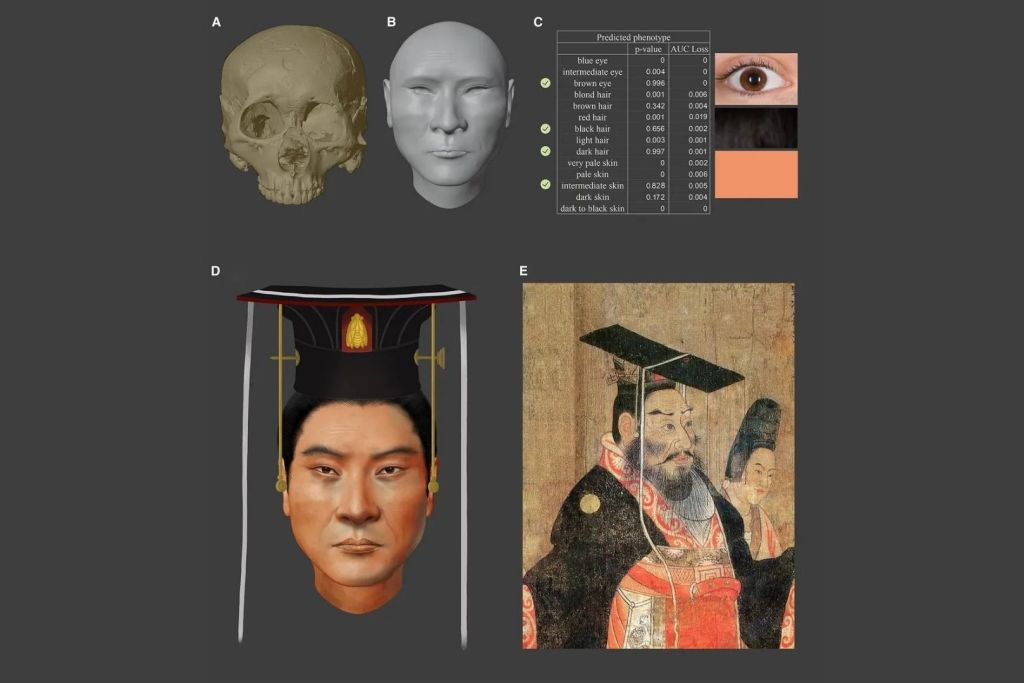 Gracias al análisis genético y a la forma de su cráneo casi intacto, los investigadores lograron recrear digitalmente el rostro del emperador, que hasta ahora solo se conocía por las representaciones artísticas de su época