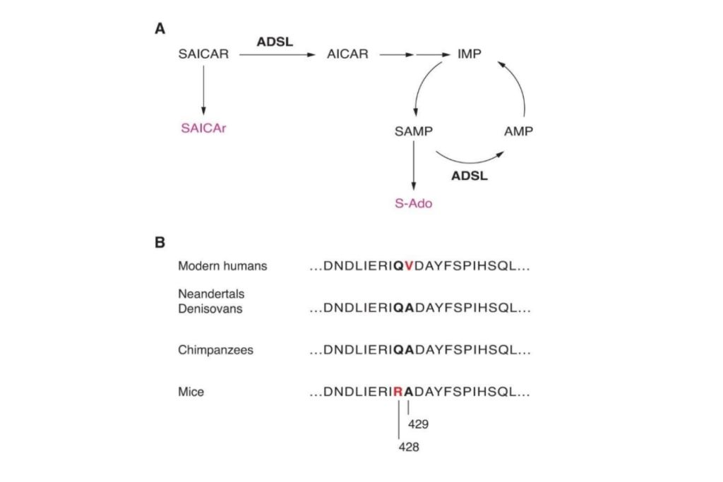 El estudio detectó que solo los humanos modernos presentan una mutación en la posición 429 del gen ADSL, vinculada a menor actividad enzimática