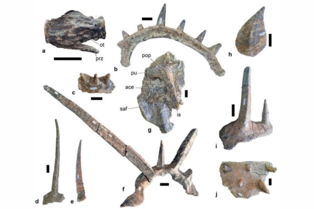 Algunos de los huesos costales de Spicomellus afer, aún con sus imponentes púas adheridas