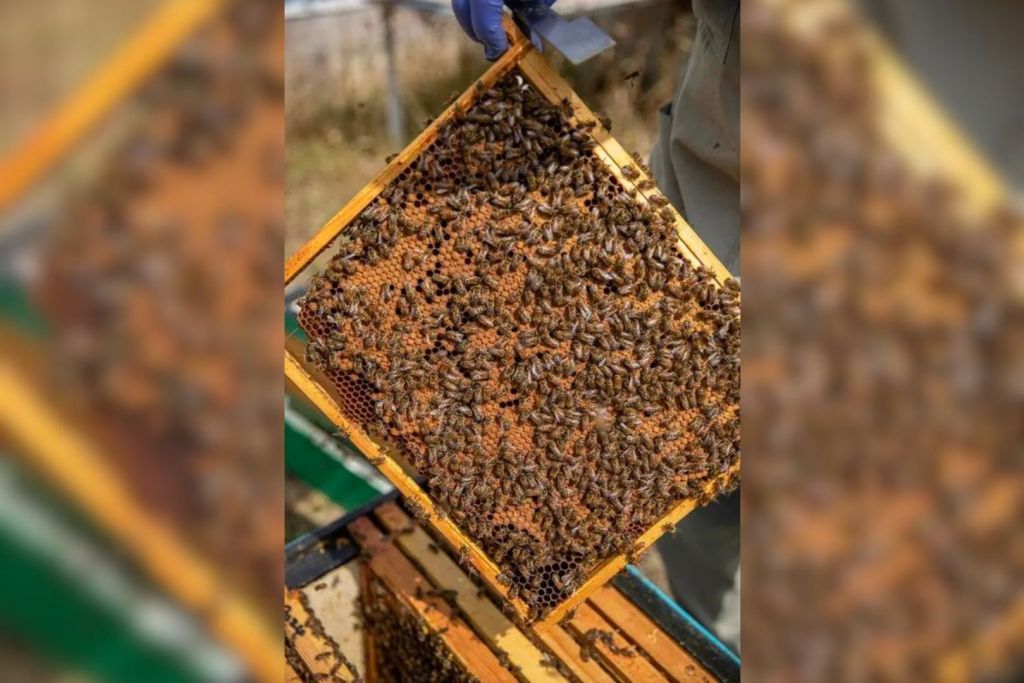 Una de las colmenas utilizadas en los experimentos del laboratorio de abejas de la Universidad de Oxford